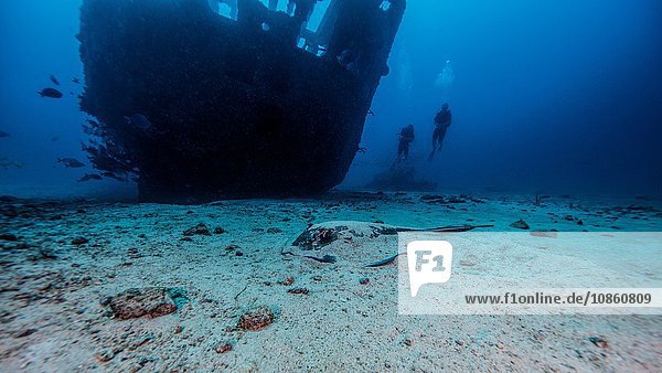 Südlicher Stechrochen teilweise im Sand vergraben unter Schiffswrack  Cancun  Mexiko