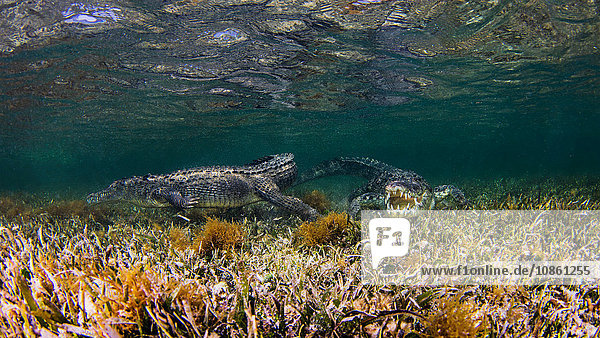 Unterwasseransicht von zwei Krokodilen auf einem Riff  Chinchorro Banks  Mexiko