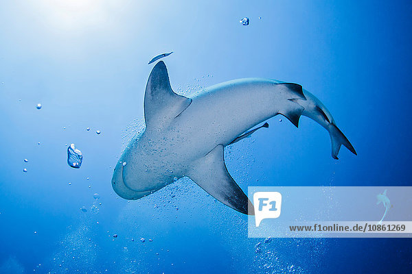 Unterwasser-Tiefwinkelaufnahme eines Hais  Playa del Carmen  Mexiko