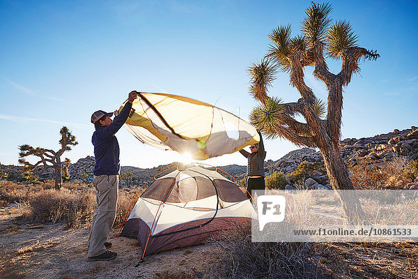 Campers assembling tent  Joshua Tree National Park  California