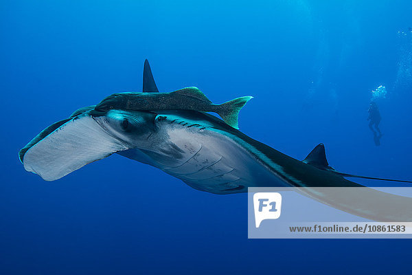Giant Manta (Manta Birostris) with large remora attached on top of its eye  diver in background