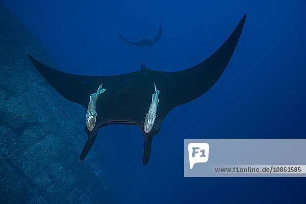 Giant Manta (Manta Birostris) with large remora attached on its back  patrolling vertical walls of Roca Partida