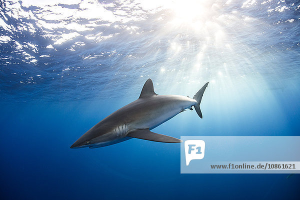 Curious Silky Shark (Carcharhinus Falciformis) swimming close to surface