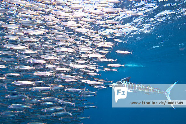 Striped Marlin (Kajikia Audax) launches forward at shoal of sardines