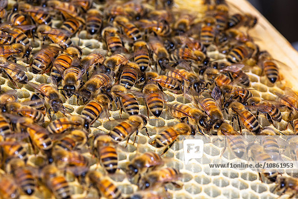 Bienenstockrahmen mit Bienen,  Nahaufnahme