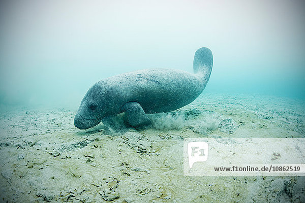 West indian manatee (trichechus manatus) swimming to drink fresh water from underwater springs on seabed  Sian Kaan biosphere reserve  Quinta Roo  Mexico