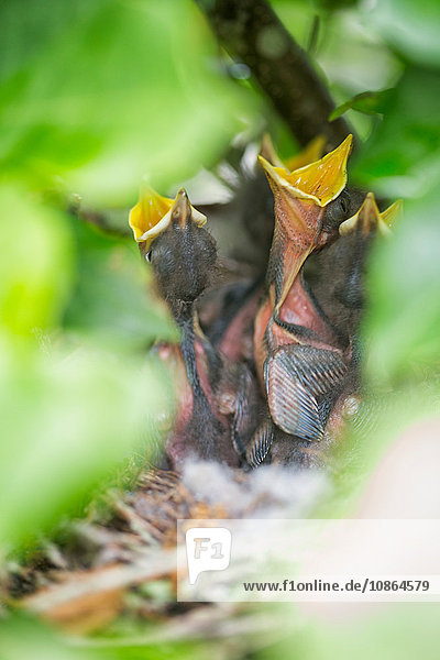 Vogel des Bundesstaates Florida  Küken der nördlichen Spottdrossel (Mimus polyglottos) im Nest und warten auf Nahrung