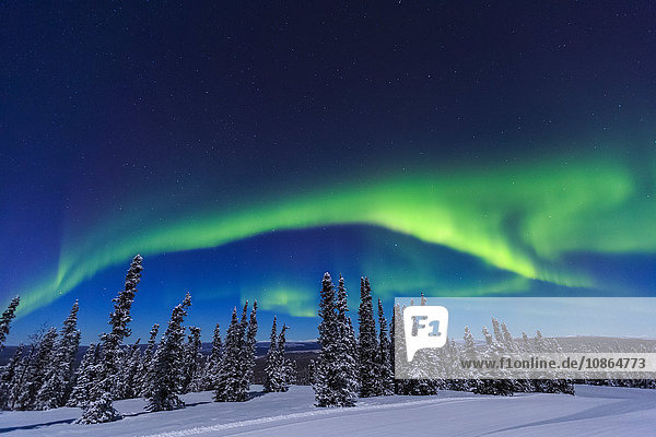 Aurora borealis  Nordlicht über Zelt mit Laterne beleuchtet  nahe Chena Resort  nahe Fairbanks  Alaska