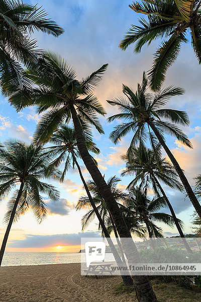 Palmen bei Sonnenuntergang  Hulopo'e Beach Park  Insel Lanai  Hawaii  USA