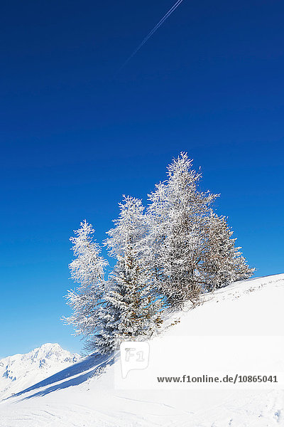 Schneebedeckte Bäume  Französische Alpen
