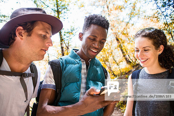 Drei junge erwachsene Wanderer schauen auf Smartphone-GPS im Wald  Arcadia  Kalifornien  USA