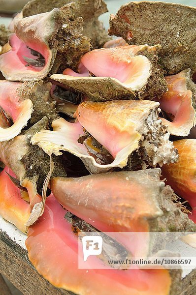 Zusammengestapelte Muschelschalen