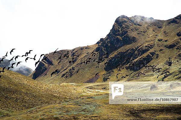 Hoher Pass (4350m) im Urubamba-Gebirge Peru