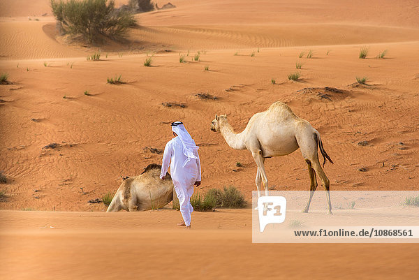 Mann aus dem Nahen Osten in traditioneller Kleidung geht in der Wüste auf Kamele zu  Dubai  Vereinigte Arabische Emirate