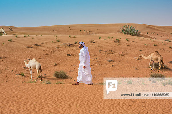 Mann aus dem Nahen Osten in traditioneller Kleidung geht in der Wüste an Kamelen vorbei  Dubai  Vereinigte Arabische Emirate