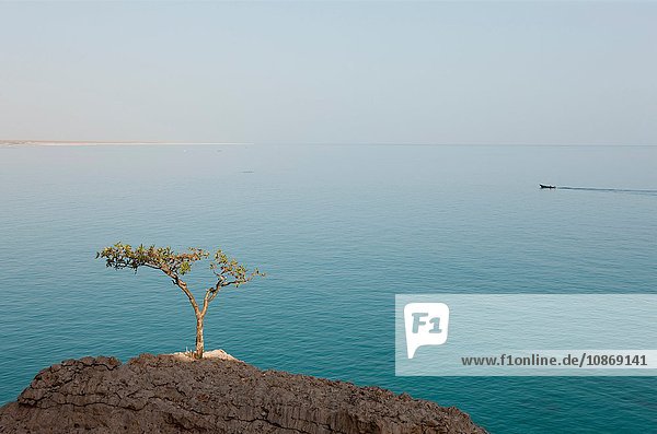 Ein Weihrauchbaum bei Hadibu Sokotra Jemen