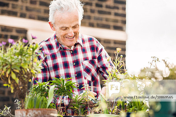 Älterer Mann pflegt Topfpflanzen auf dem Dachgarten der Stadt