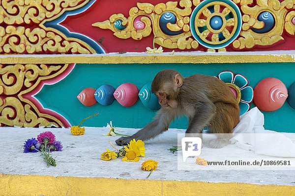 Affe stiehlt Blumen Buddha-Park Kathmandu Nepal