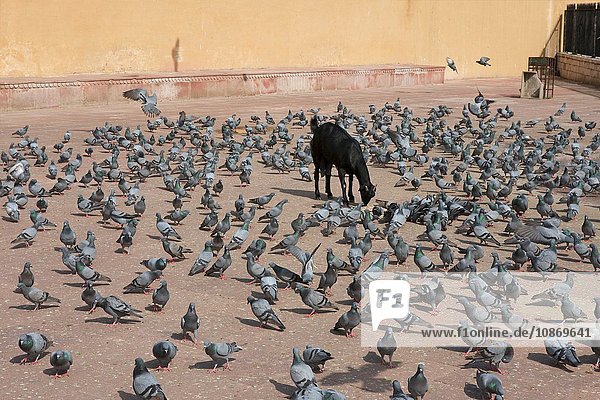 Ziege und Tauben in Amer Fort Rajasthan Indien