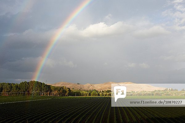 Regenbogen über Feldlandschaft  Auckland  Neuseeland