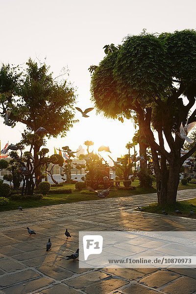 Tauben bei Sonnenaufgang Wat Arun-Tempel Bangkok Thailand