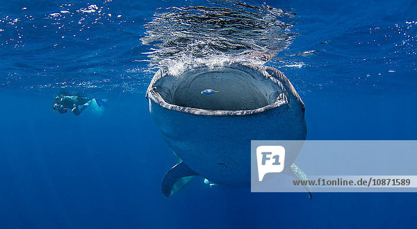 Walhai mit schwimmendem Taucher in der Nähe