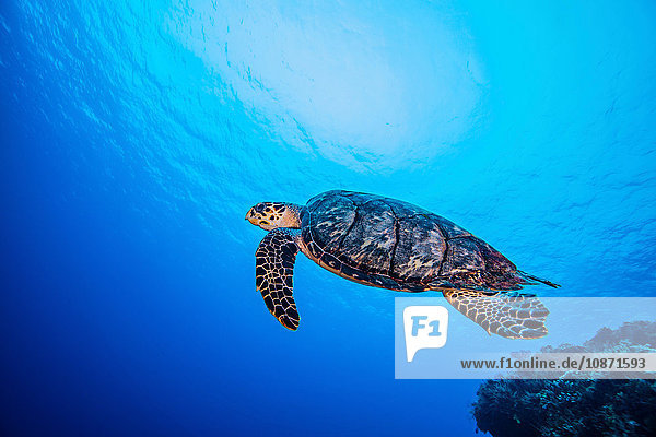 Karettschildkröte schwimmt über Korallen Cozumel