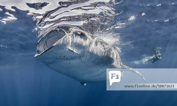 Whale Shark with photographer