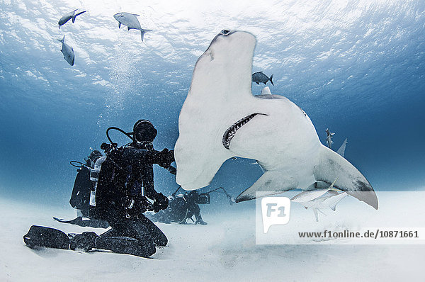 Great Hammerhead Shark with divers around it