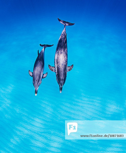 Mother daughter pair of Atlantic Spotted Dolphins