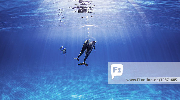 Atlantische Fleckendelphine schwimmen nahe der Meeresoberfläche