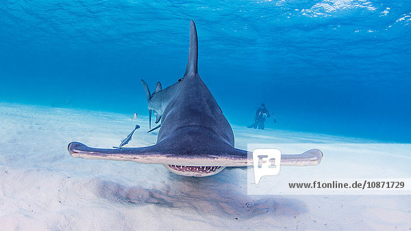 Great Hammerhead Sharks with photographer