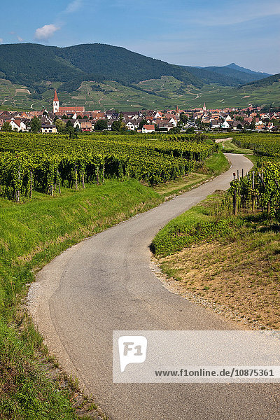 Landschaft mit kurvenreicher Straße durch Weinberge  Elsass  Lothringen  Frankreich