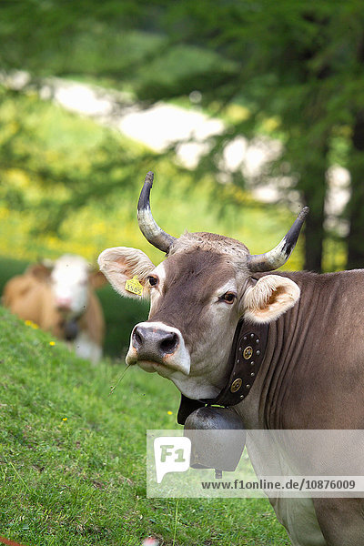 Porträt einer Kuh  die eine Kuhglocke trägt und in die Kamera schaut  Schweizer Alpen  Schweiz