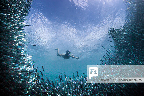 Young woman swimming with school of sardines  Moalboal  Cebu  Philippines