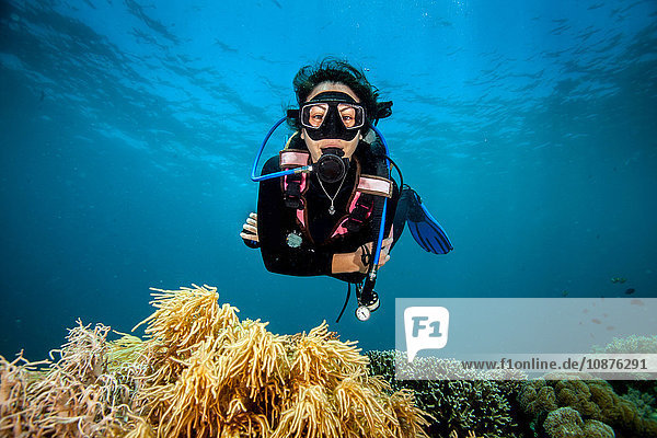 Junge Frau schaut beim Tauchen auf Hart- und Weichkorallen  Moalboal  Cebu  Philippinen