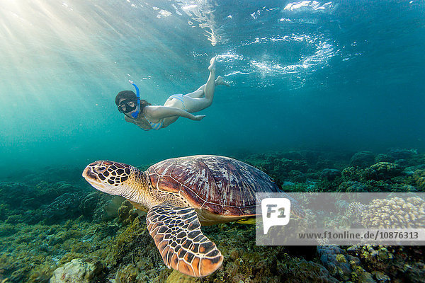 Young woman swimming with rare green sea turtle (Chelonia Mydas)  Moalboal  Cebu  Philippines
