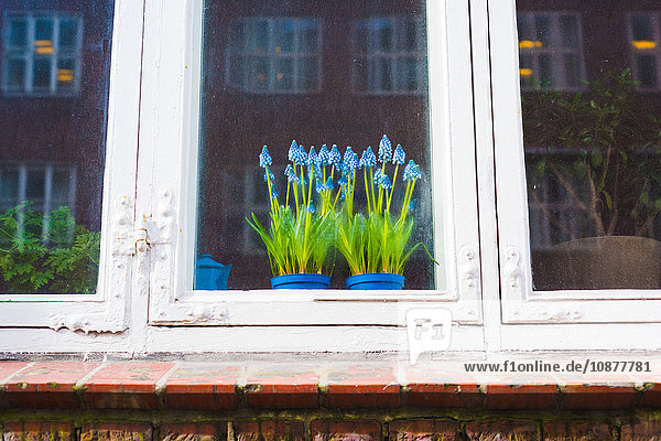 Detail von blau blühenden Pflanzen im Hausfenster  Kopenhagen  Dänemark