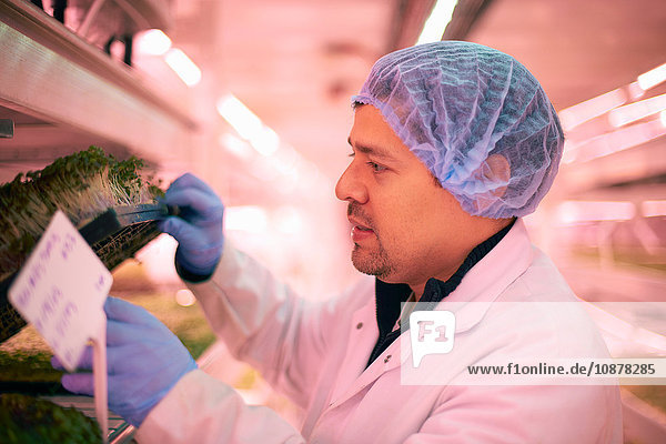 Side view of worker wearing hair net checking vegetables growing in artificial light smiling