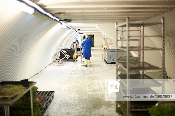 Arbeiter bei der Zubereitung von Mikrogrün in einer unterirdischen Tunnelgärtnerei  London  UK