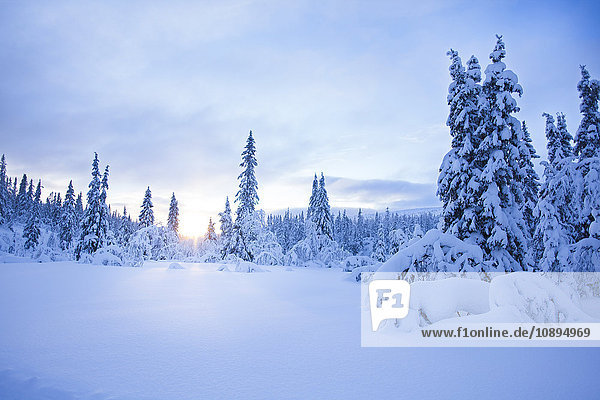 Schweden  Dalarna  Salen  Kiefernwald im Winter bei Sonnenaufgang