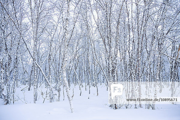 Schweden  Harjedalen  Ramundberget  Wald im Winter