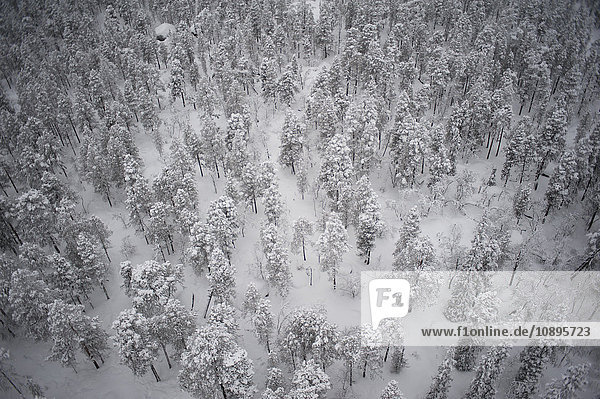 Schweden Lappland Jokkmokk Luftaufnahme Wald im Winter