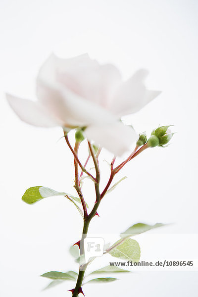 Schweden Skane Nahaufnahme der weißen Rose