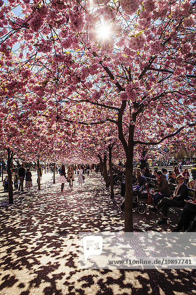 Schweden  Stockholm  Kungstradgarden  Kirschblüte