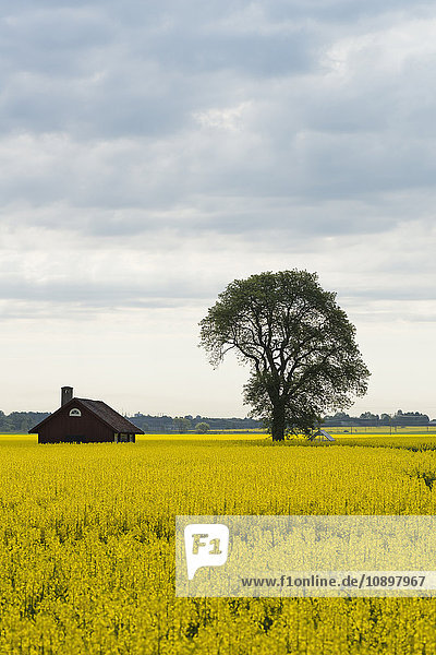 Schweden  Sodermanland  Vaderbrunn  Baum und Haus im gelben Feld