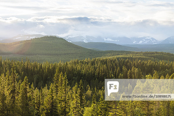 Schweden  Harjedalen  Storsjo  Panoramablick auf den Pinienwald mit Bergen im Hintergrund