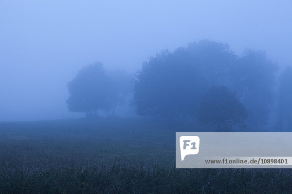 Schweden  Skane  Vanga  Wiese mit Bäumen im Nebel