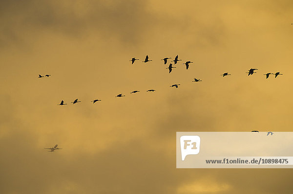 Schweden  Sodermanland  Skavsta  Vögel  die in der Dämmerung am Himmel fliegen