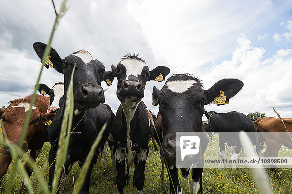 Schweden  Sodermanland  Stigtomta  Kühe auf der Weide